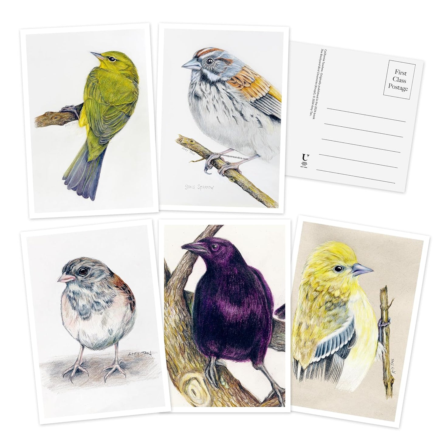 Backyard Bird Chronicles 50 Postcards